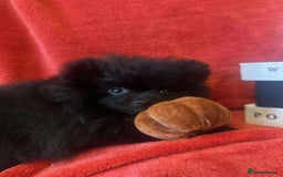 Pomeranian dogs for sale: Stunning KC reg Pomeranians  - Image 32