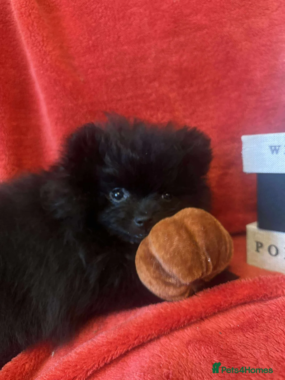Pomeranian dogs for sale: Stunning KC reg Pomeranians 🌟REDUCED🌟 - Advert 19