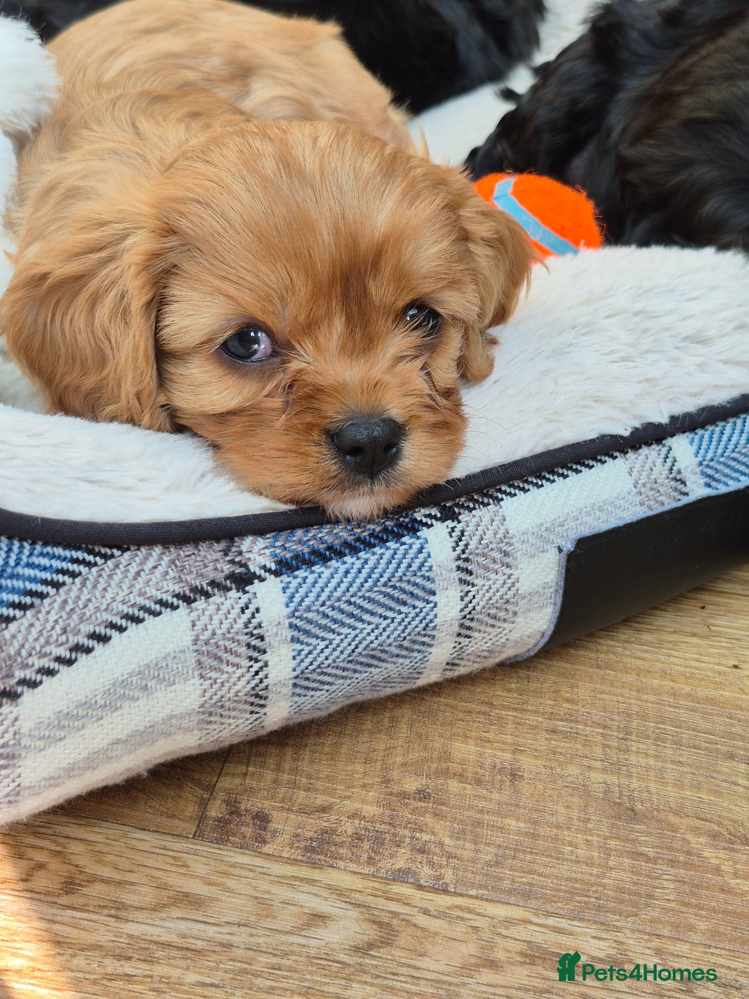 Cavapoo dogs for sale: Cavapoo puppies available from 27.9.25 - Image 3
