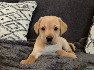 Labrador Retriever dogs KC registered Labrador retriever pups - Advert 1