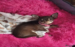 Chihuahua dogs for sale: Chihauhua Female For Sale  - Image 5