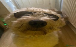 Goldendoodle dogs for sale: Beautiful Goldendoodle pups for sale  - Advert 2