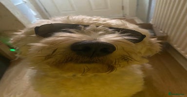 Goldendoodle dogs Beautiful Goldendoodle pups for sale  - Advert 6