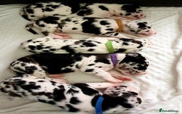 Great Dane dogs for stud: OPEN FOR STUD Stunning Apollo in Bathgate - Image 15