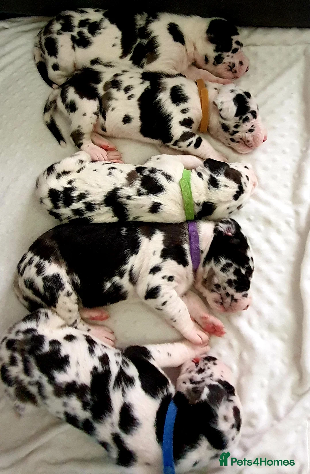 Great Dane dogs for stud: OPEN FOR STUD Stunning Apollo in Bathgate - Advert 15