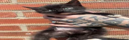 Mixed Breed cats for sale: 2 kittens left beautiful boy and girl  - Advert 13