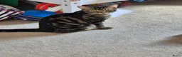 Mixed Breed cats for sale: 2 boys available now - Advert 5