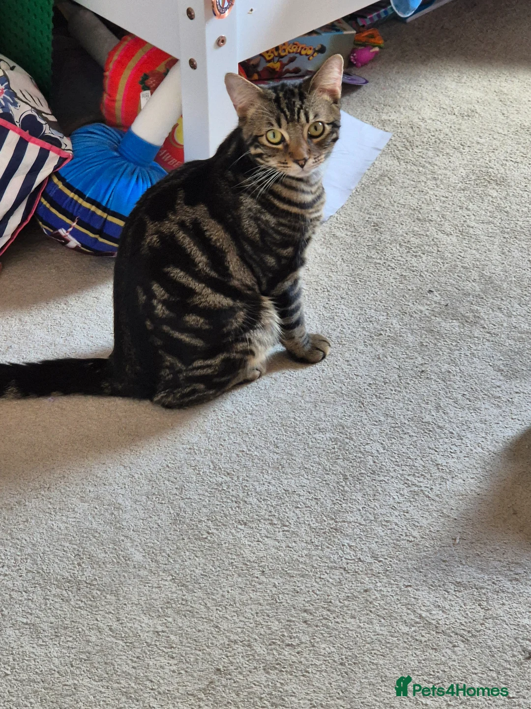 Mixed Breed cats for sale: 2 boys available now - Advert 5