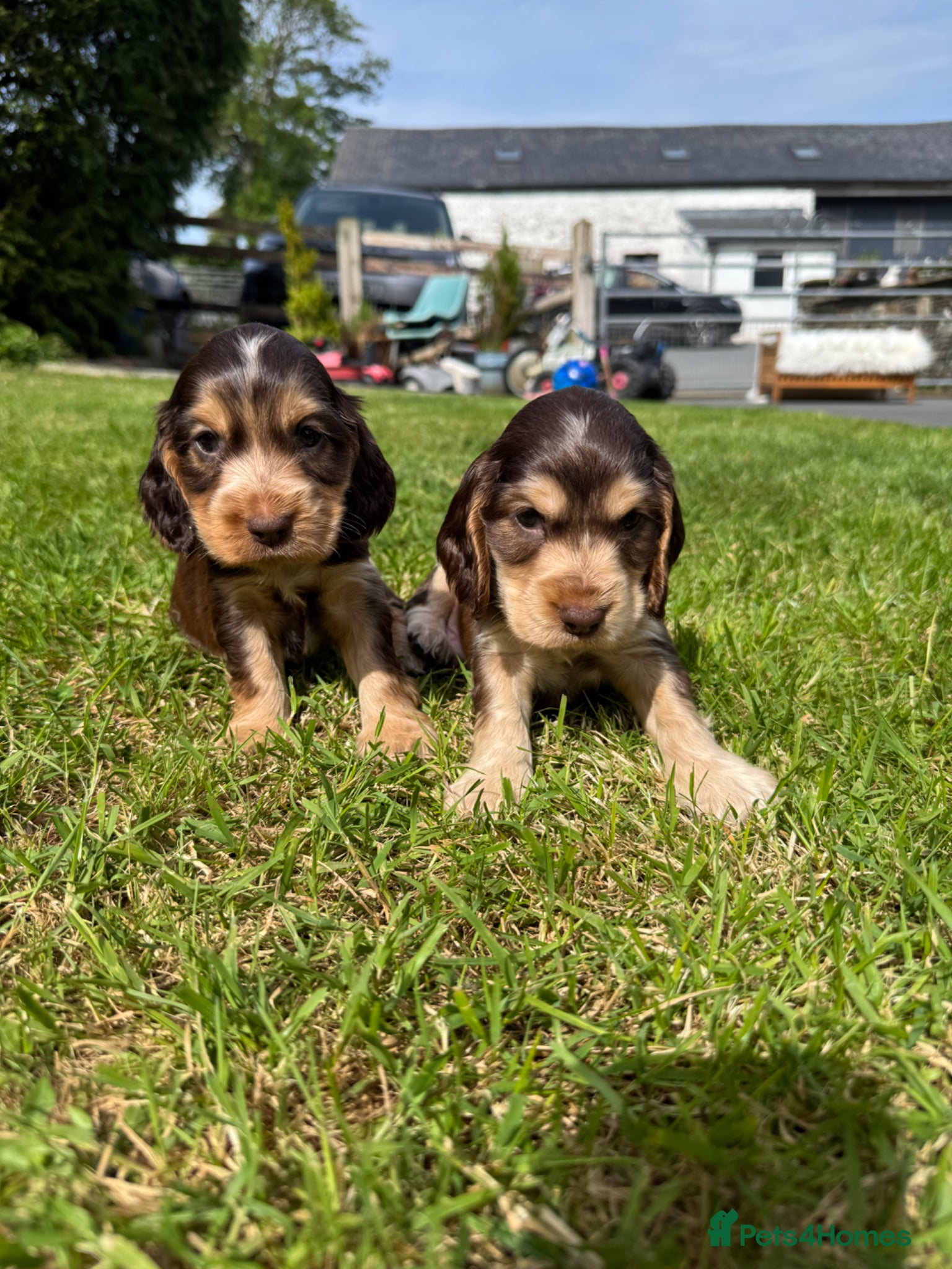 Cocker Spaniel dogs DNA tested clear Show type Cocker Spaniels - Advert 2