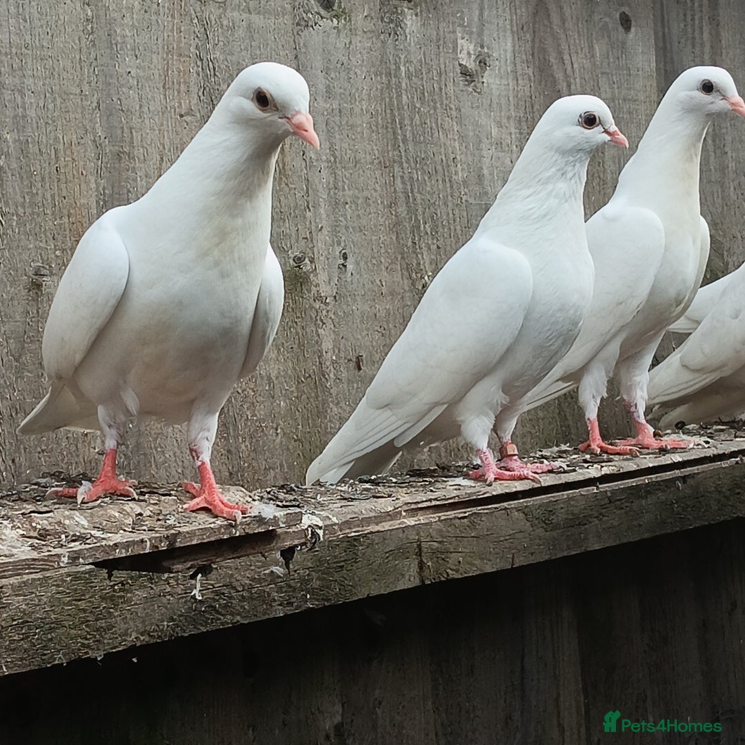 Pigeons birds for sale: Pigeons - Image 5
