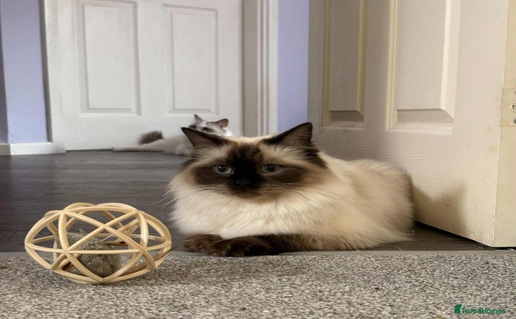Ragdoll cats - Advert 11