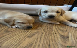 Labrador Retriever dogs for sale: Labrador puppies (only boys left) - Image 3