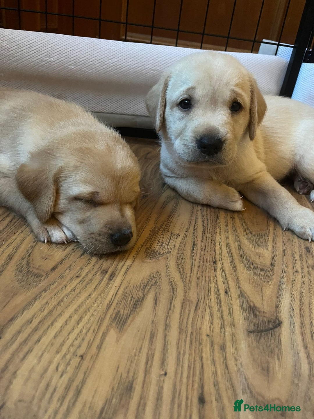 Labrador Retriever dogs for sale: Labrador puppies (only boys left) - Image 3