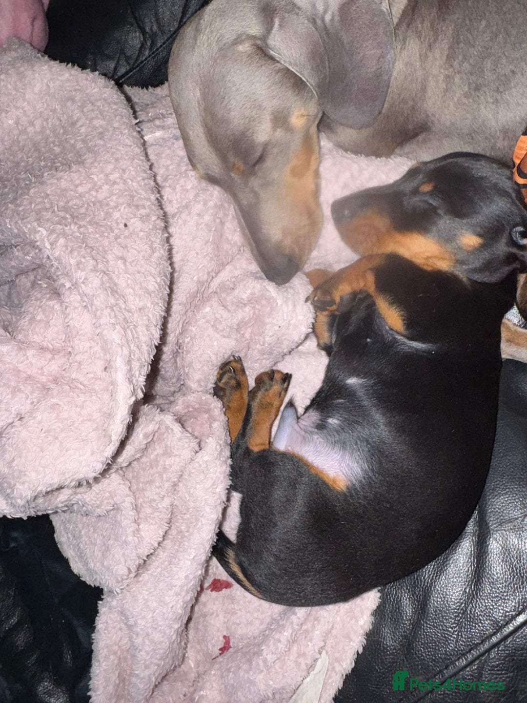 Miniature Dachshund dogs for sale: Miniature daschund  - Advert 4