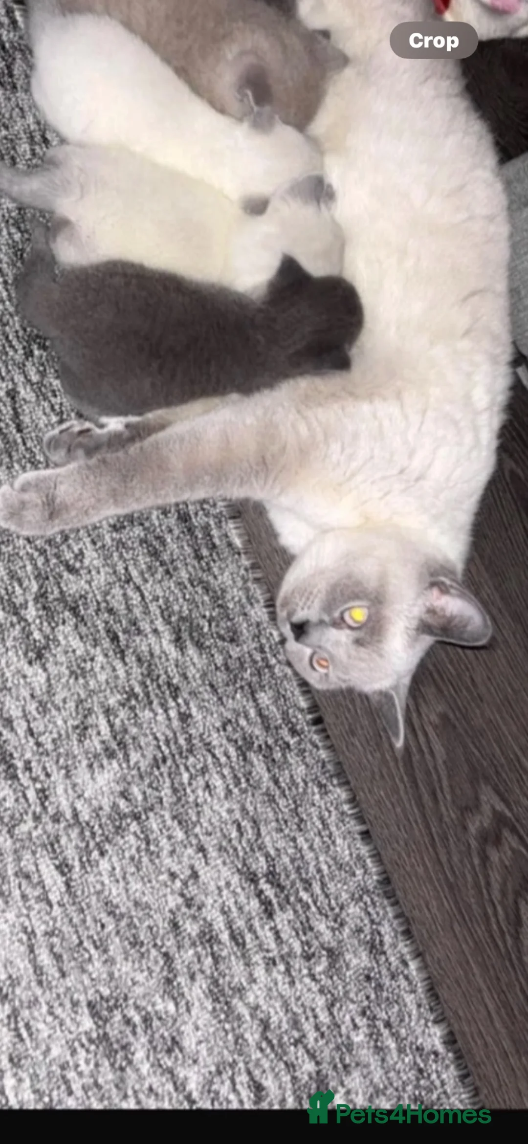 British Shorthair cats for sale: Stunning pedigree British shorthairs - Advert 12