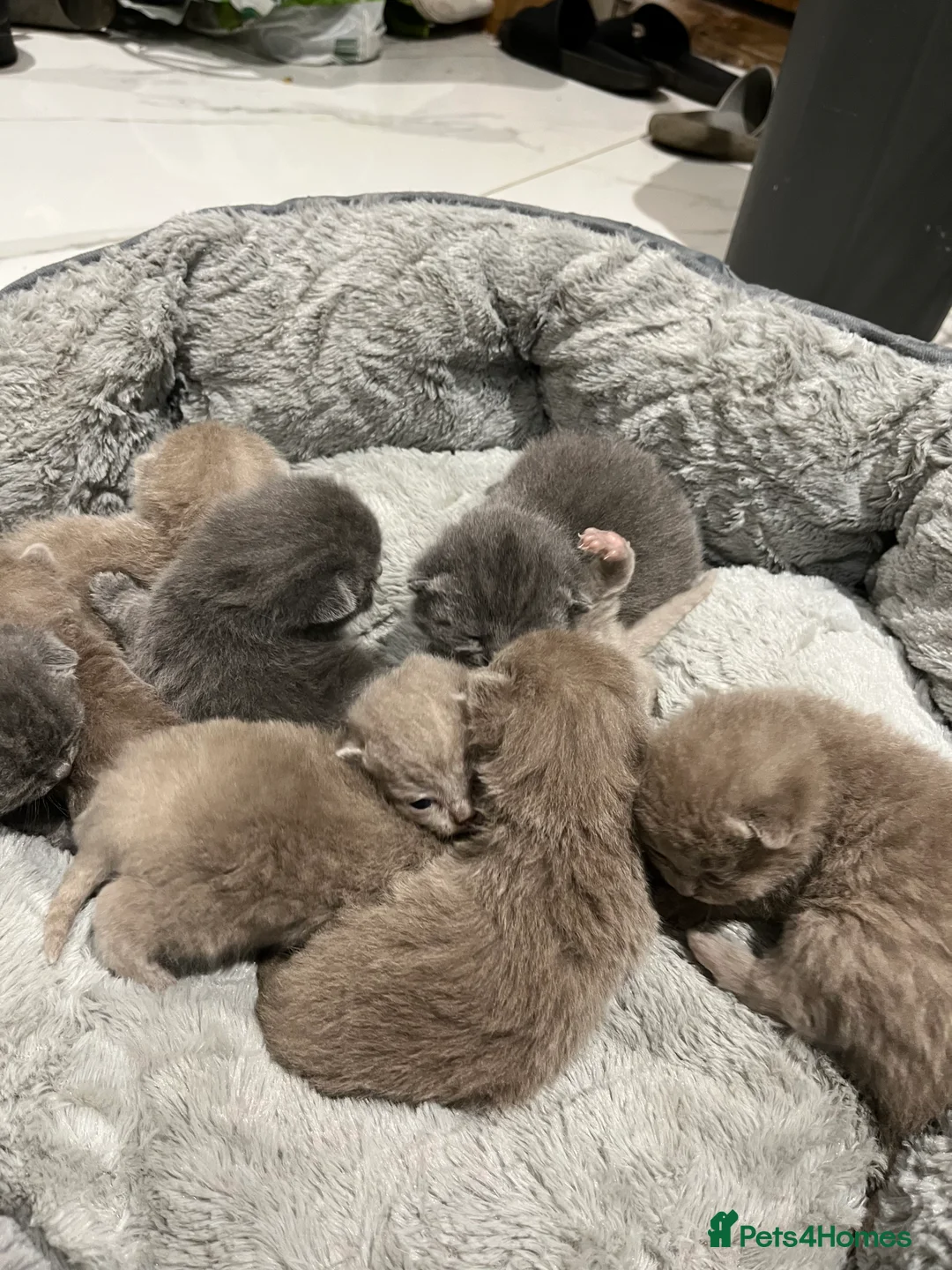 British Shorthair cats for sale: British Shorthair kittens 🐈‍⬛ - Advert 3