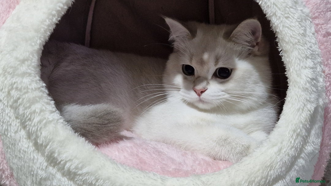 British Shorthair cats for sale: Pedigree British shorthair boy, Champion parents.  - Image 21