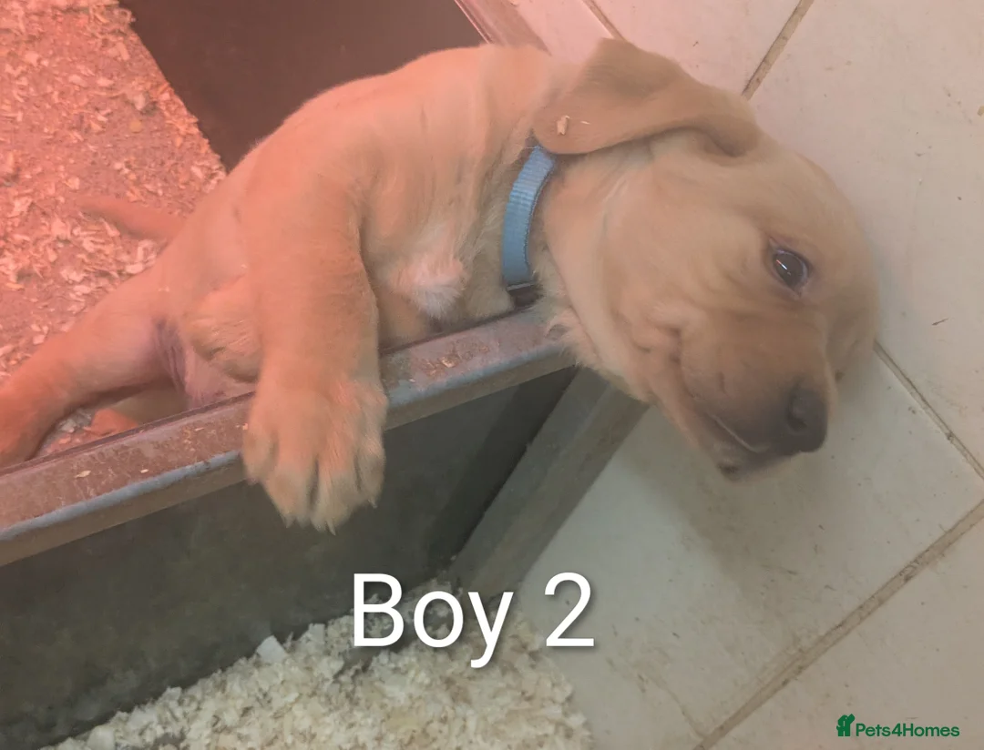Labrador Retriever dogs for sale: Male Labrador Puppies for sale  - Advert 4