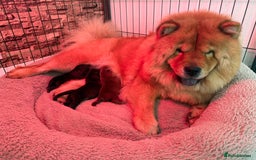 Mixed Breed dogs for sale: Chowbull pups for sale - Image 1