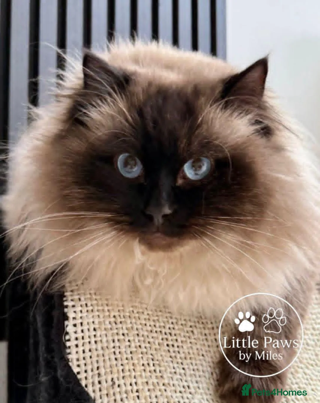 Ragdoll cats for stud: Exceptional GCCF Ragdoll - Advert 3