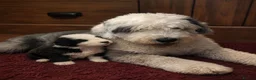 Mixed Breed dogs for sale:  old english sheepdog x bernese mountain dog puppy - Advert 15