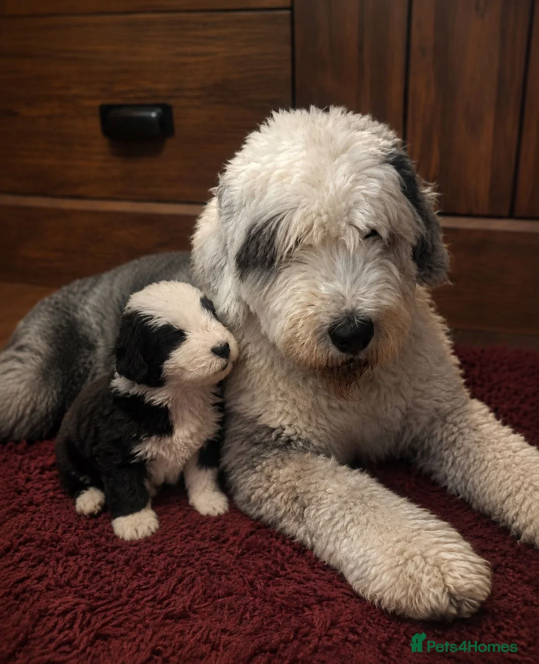 Mixed Breed dogs for sale:  old english sheepdog x bernese mountain dog puppy - Advert 15