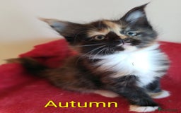 Maine Coon cats for sale: XL beautiful Maine coon gccf kittens for sale  - Image 3