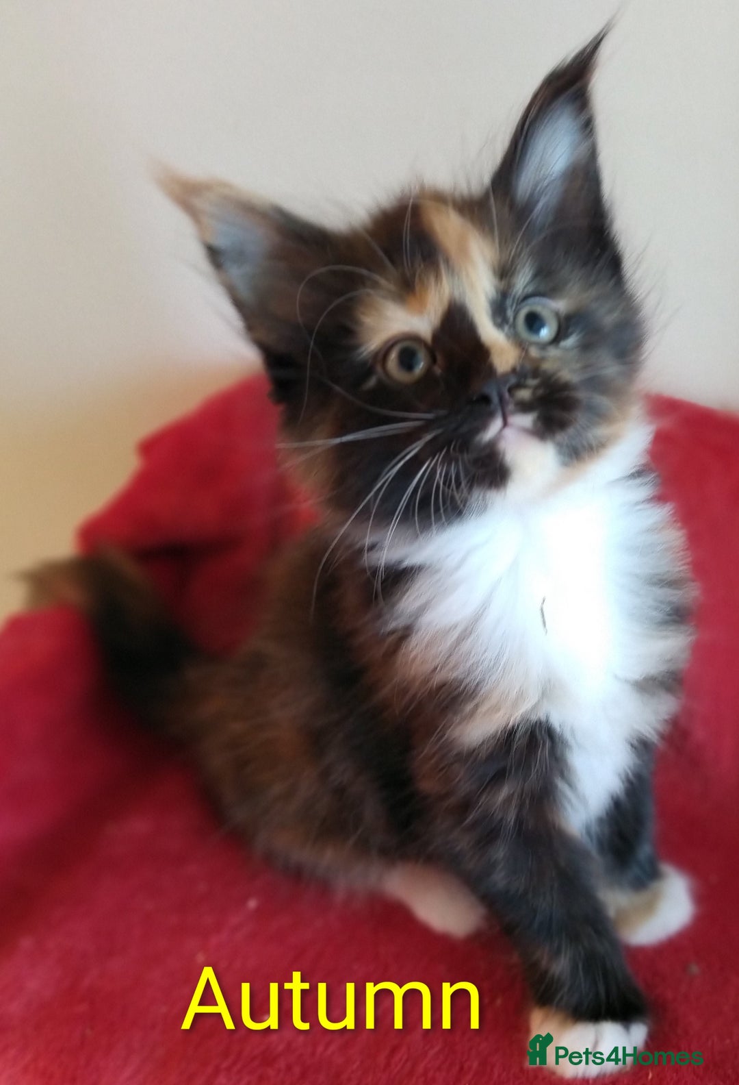 Maine Coon cats for sale: XL beautiful Maine coon gccf kittens for sale  - Image 3
