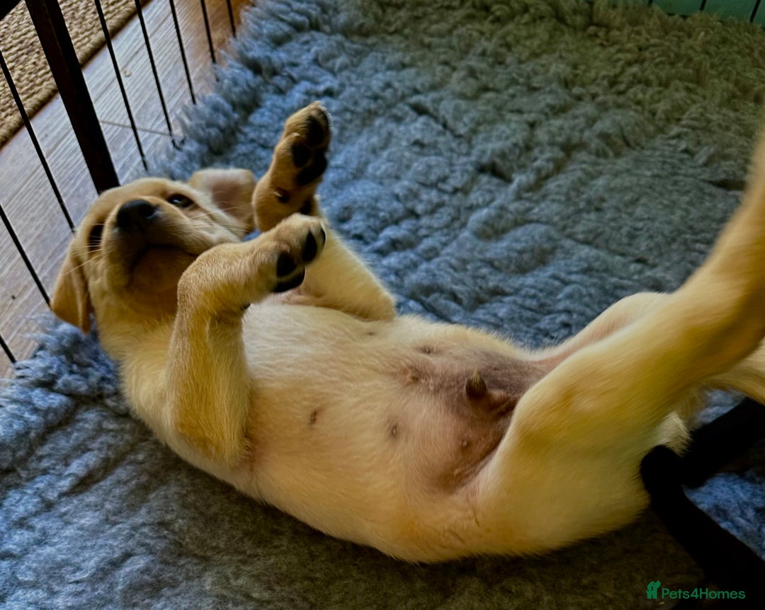 Labrador Retriever dogs for sale: Labrador puppies kennel Club registered - Image 3