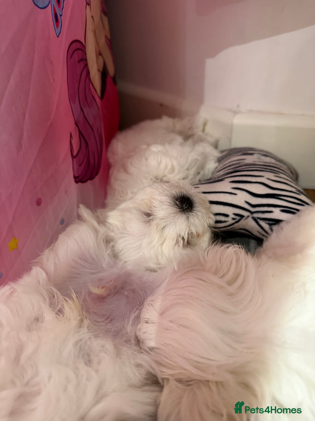 Maltese dogs for sale: Gorgeous Maltese puppies  - Advert 27