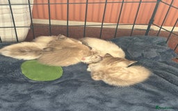 Ragdoll cats for sale: Ragdoll kittens - please read advert  - Image 3