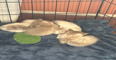 Ragdoll cats - Advert 1