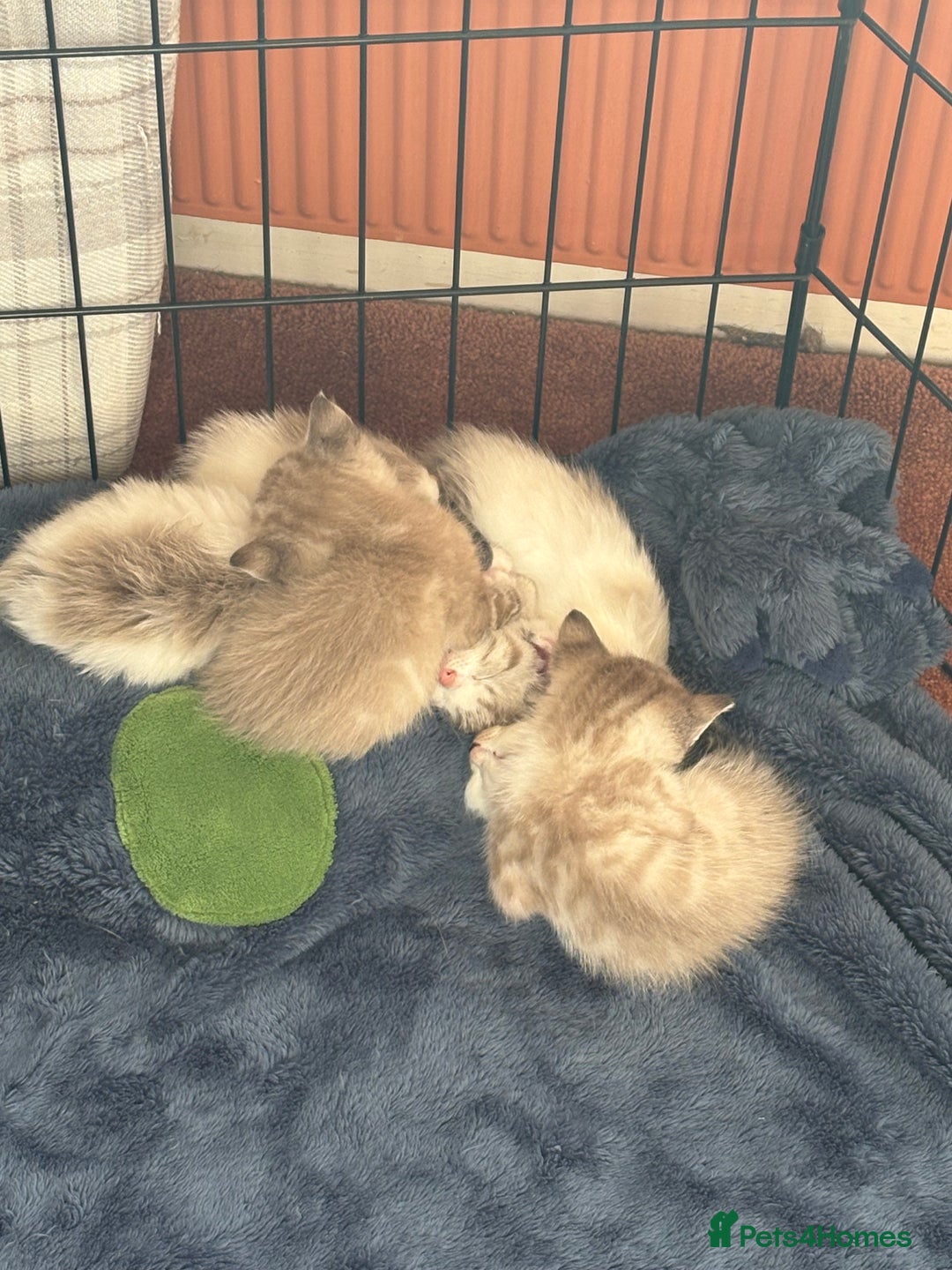 Ragdoll cats for sale: Ragdoll kittens - please read advert  - Image 3