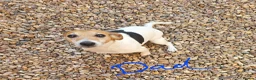 Mixed Breed dogs for sale: Shih tzu cross jack russell puppys - Advert 6
