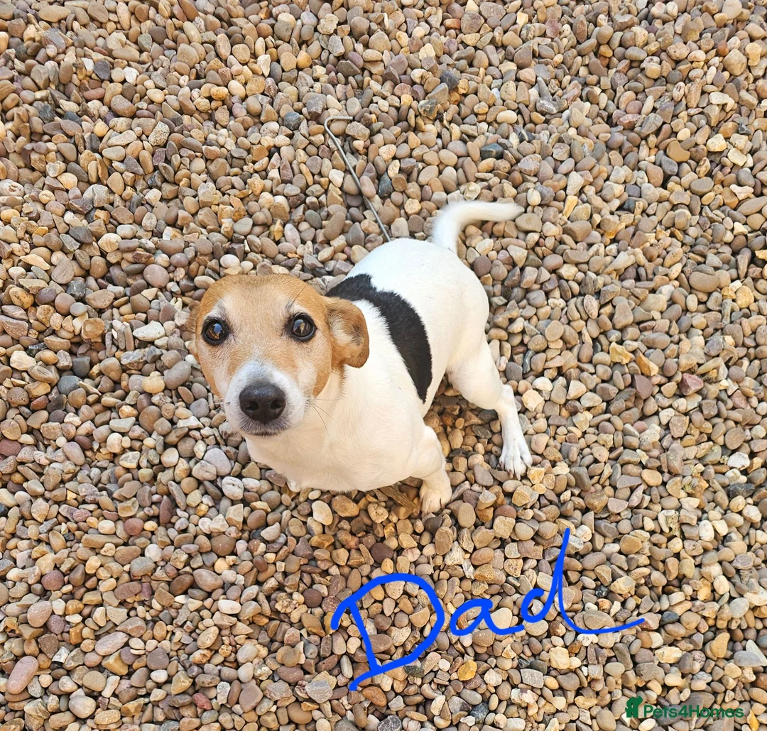 Mixed Breed dogs for sale: Shih tzu cross jack russell puppys - Advert 6