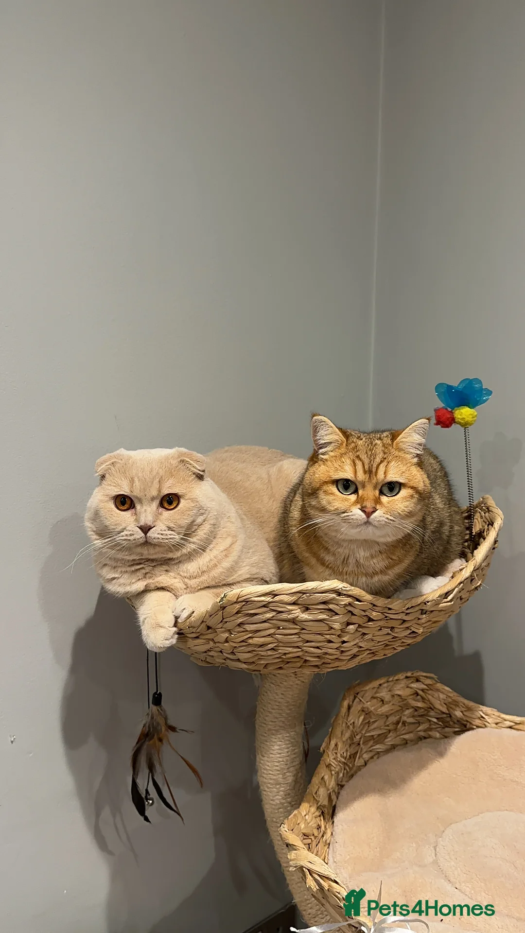Scottish Fold cats for stud: Fantastic Cream Scottish fold for stud duties  in Derby - Advert 14
