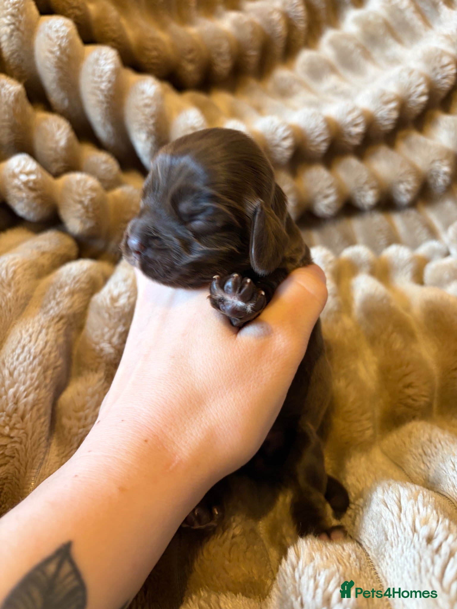 Cocker Spaniel dogs Show cocker pups Serbia import lines  - Advert 13