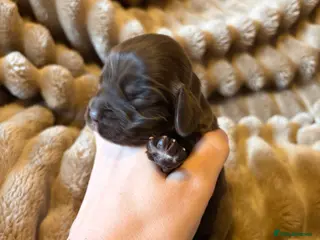 Cocker Spaniel dogs Show cocker pups Serbia import lines - Advert 13