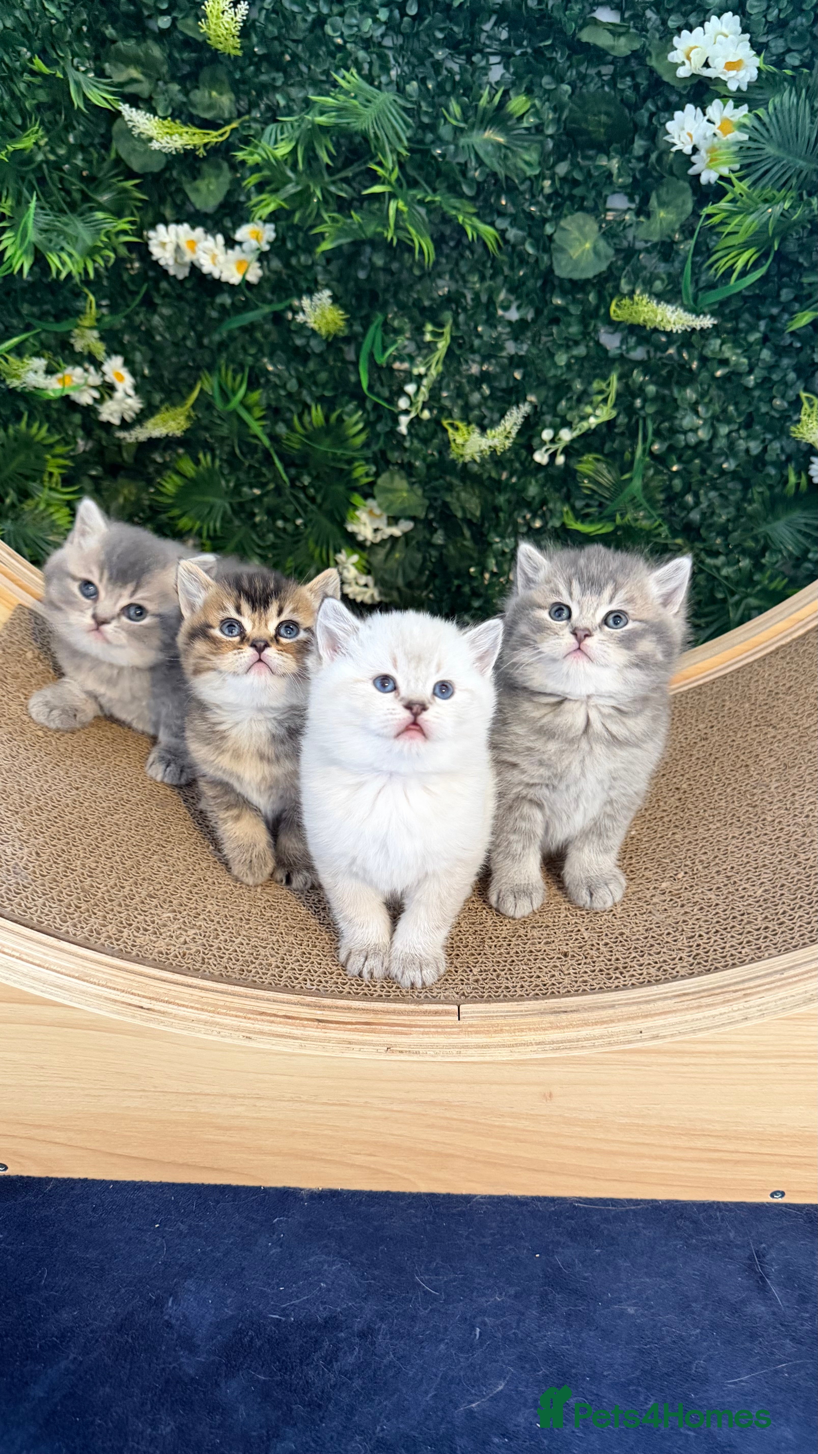 Scottish Fold cats Gorgeous Scottish Fold/Straigt Kittens 🥇 - Advert 1