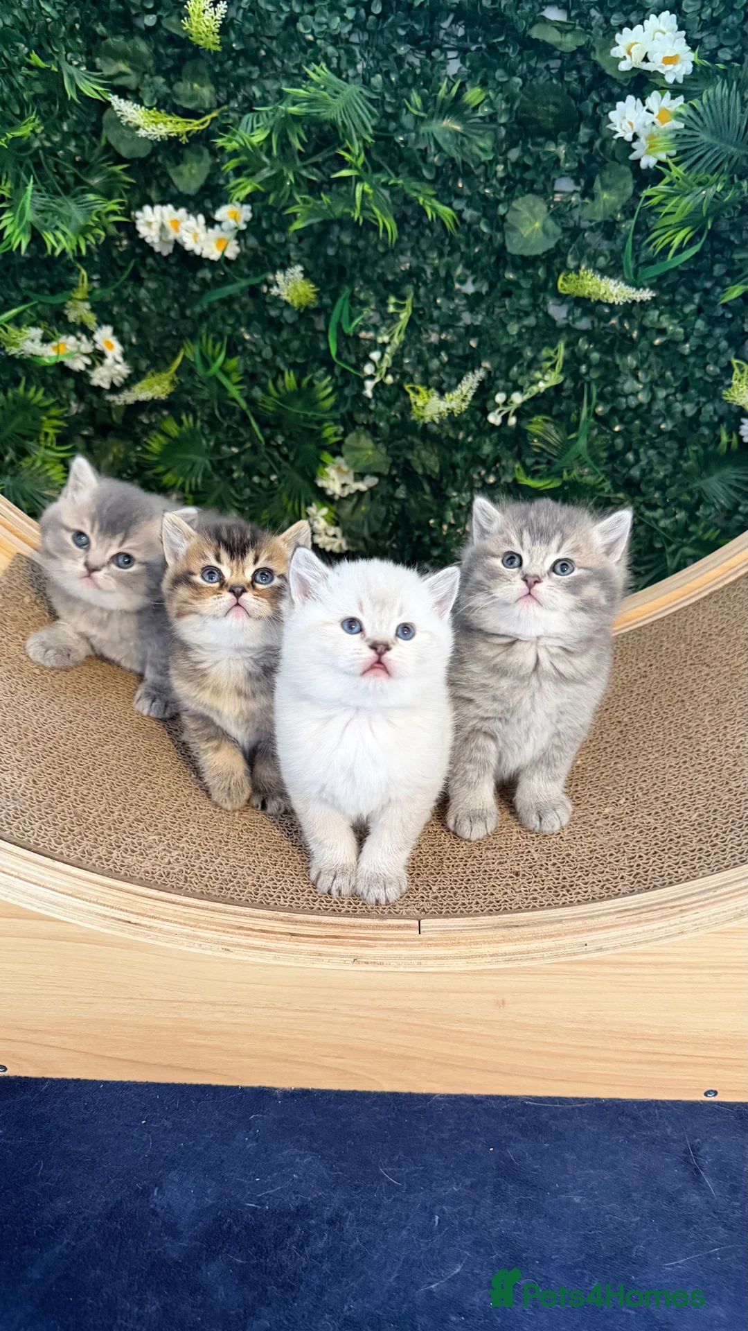 Scottish Fold cats for sale: Gorgeous Scottish Fold/Straigt Kittens 🥇 - Advert 1