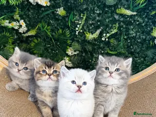 Scottish Fold cats Gorgeous Scottish Fold/Straigt Kittens 🥇 - Advert 1