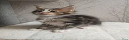 Maine Coon cats for sale: Beautiful Maine Coon Kittens Amazing Lines - Advert 9