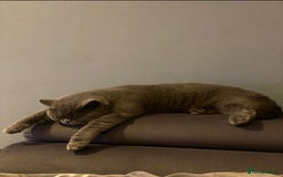 British Shorthair cats for sale: British short hair male - Image 3