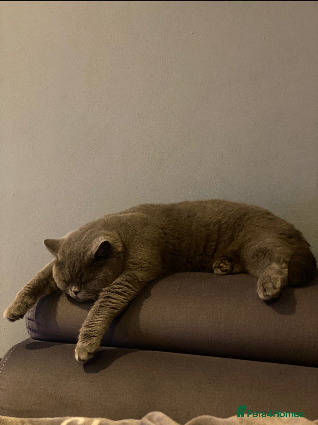 British Shorthair cats for sale: British short hair male - Image 3