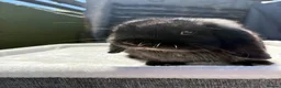 Dwarf Lop rabbits for sale: Stunning black self boy  - Advert 3