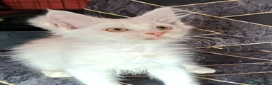 Kitten 1