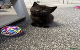 Mixed Breed cats for sale: Kittens for sale - Image 4
