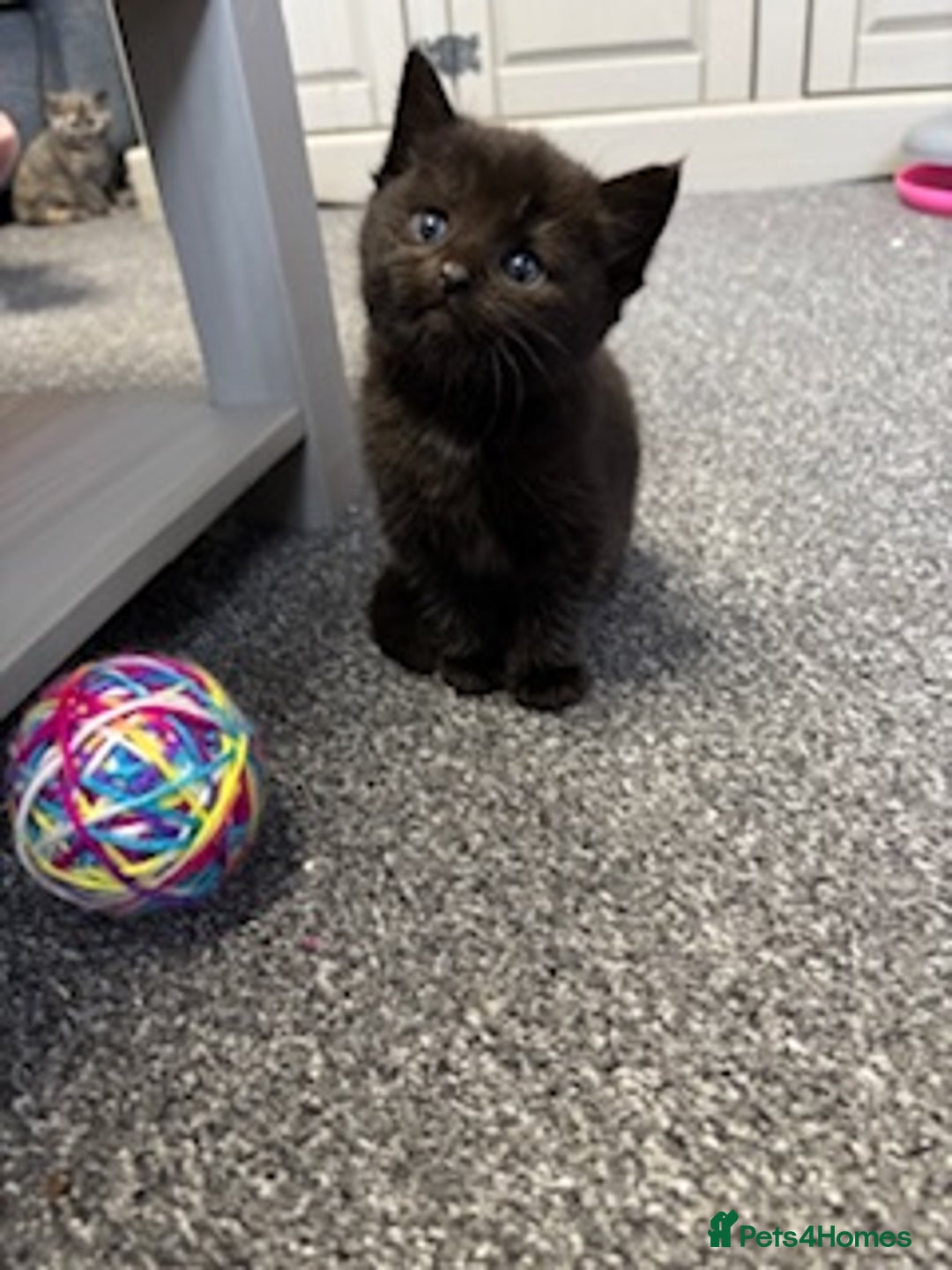 Mixed Breed cats for sale: Kittens for sale - Image 4