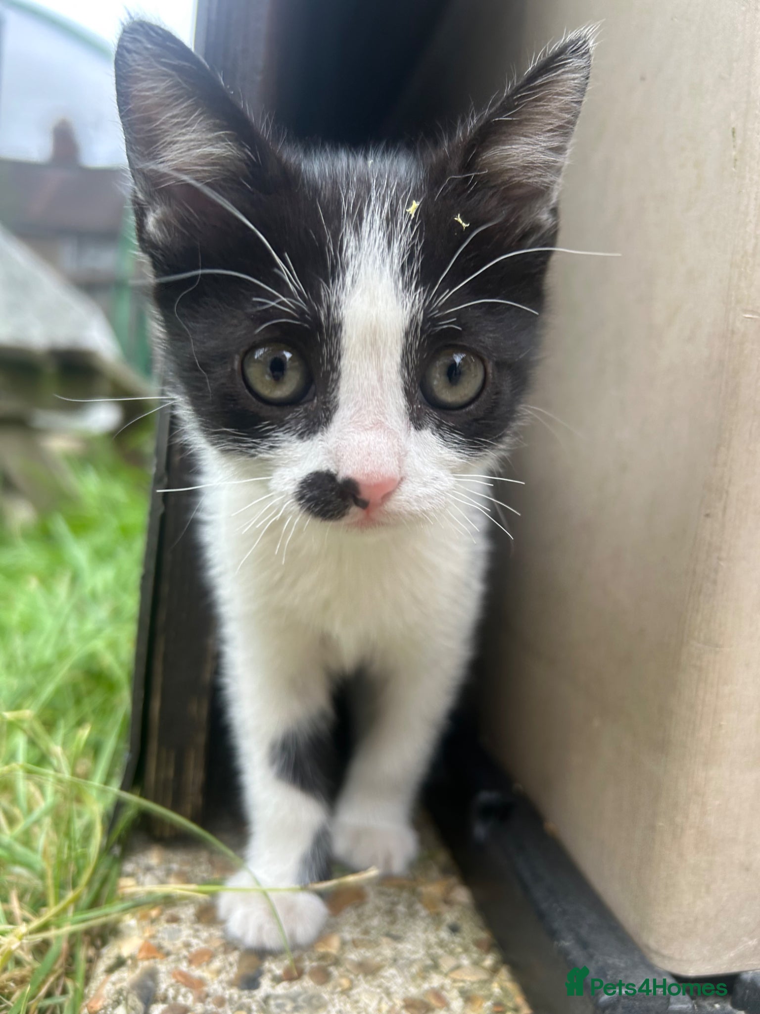 Mixed Breed Kitten 1