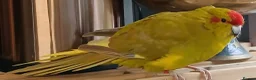 Parakeets birds for sale: Kakariki hens kakariki hens - Advert 4